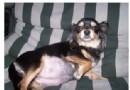 母犬流產怎麼辦？什麼原因導致母犬流產？