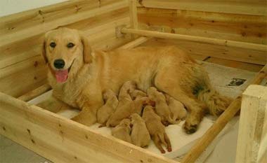 母犬無乳原因是什麼？母犬無奶如何治療？