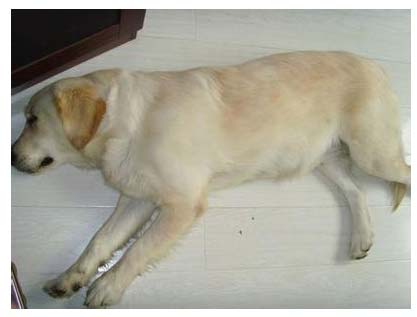 母犬產後抽搦症（“產後癫痫”）如何治療？