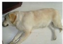 母犬產後抽搦症（“產後癫痫”）如何治療？