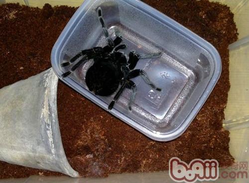 玻利維亞鋼鐵藍