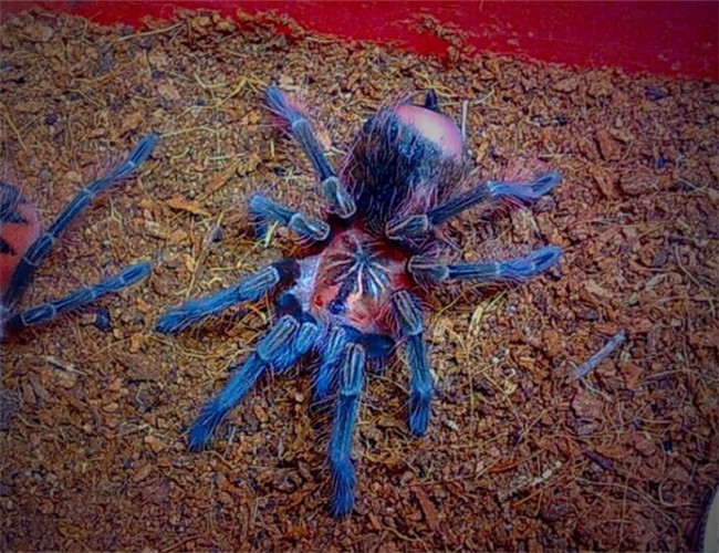 委內瑞拉紅綠燈