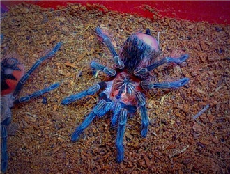 委內瑞拉紅綠燈