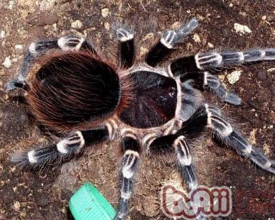 巴西紅尾