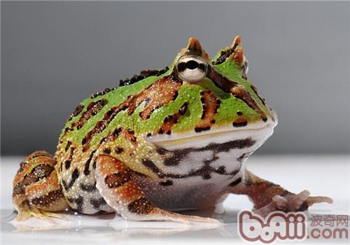 角蛙