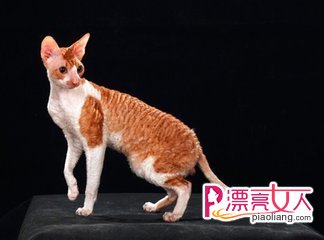  柯尼斯卷毛貓的毛發護理
