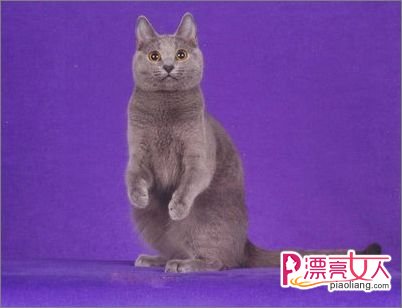  夏特爾貓貓爪的保養訣竅