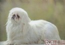 京巴腰椎間盤突出,京巴腰椎間盤突出怎麼辦