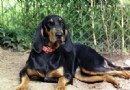 怎麼訓練黑褐色獵浣熊犬保護主人