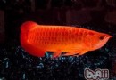 金龍魚患白點病怎麼辦,金龍魚的品質分類