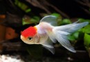 金魚失鳔病如何治療,金魚鳔炎症的四大治療方法