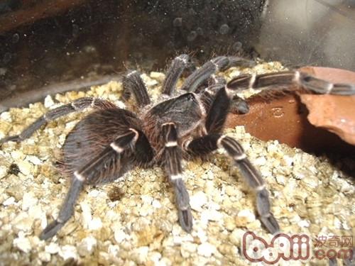 巴西橙間食鳥