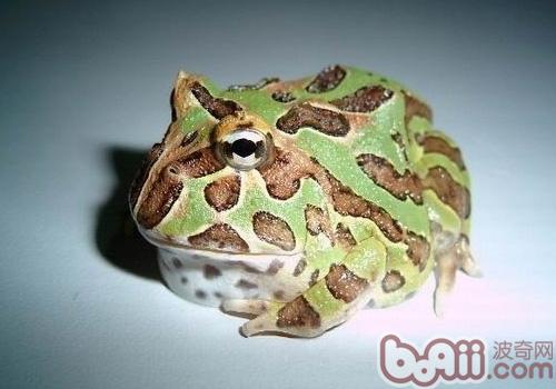 鐘角蛙