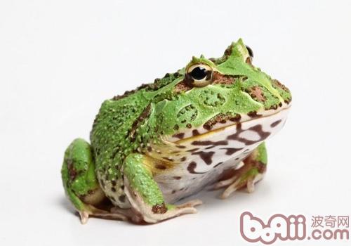 鐘角蛙