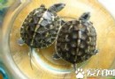 珍珠龜的生活環境是怎樣的,中華花龜品種知識分享