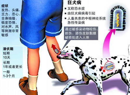 被寵物狗抓傷要打針嗎 被寵物狗抓傷怎麼辦